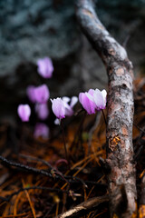 Obraz premium Pink wild cyclamen