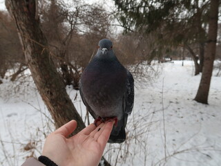 pigeon on the hand