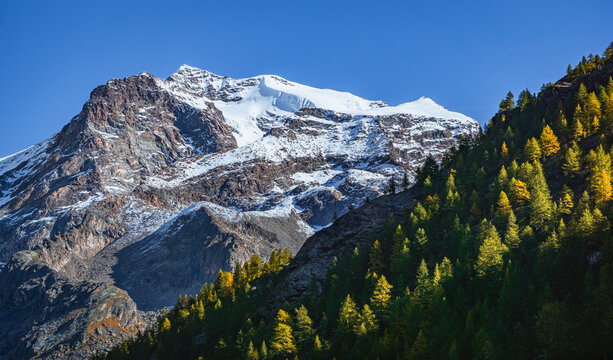 Stunning autumn landscape in Alta Val d'Ayas, Aosta Valley. Scenic view of Monte Rosa glaciers and a rushing mountain stream flowing through golden larch forests under a sunny blue sky in the Alps.