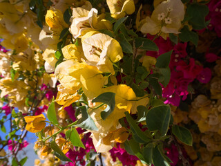 Lush tropical branches filled with colorful bougainvillea flowers, radiating warmth and joy.