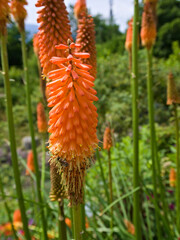Detailed torch lily bloom with fiery orange petals and lush green background, symbol of tropical warmth.