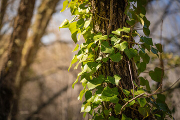 green leaves on the tree