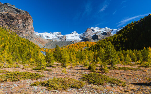 Stunning autumn landscape in Alta Val d'Ayas, Aosta Valley. Scenic view of Monte Rosa glaciers and a rushing mountain stream flowing through golden larch forests under a sunny blue sky in the Alps.