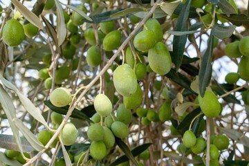 Green olives on the tree in the orchard