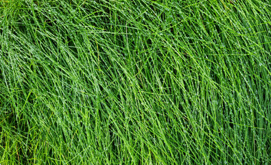 Green grass texture background with drops of dew and rain.