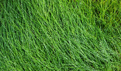 Green grass texture background with drops of dew and rain.