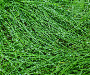 Green grass texture background with drops of dew and rain.