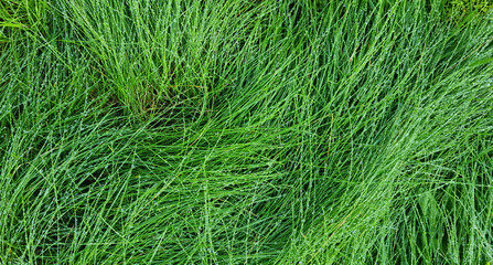 Green grass texture background with drops of dew and rain.