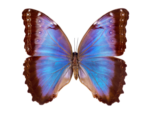 Blue Morpho butterfly isolated on a transparent background