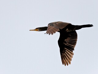 A long neck Indian cormorant in flight with its wings fully extended against a plain sky. The body and wings are dark brownish feathers at Sam Roi Yot Thailand