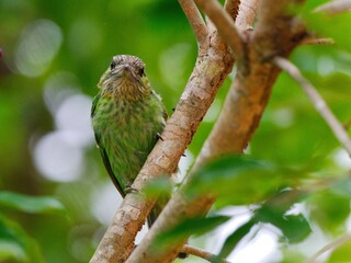A Green-eared Barbet resting on a branch at Kaeng Krachan National Park Thailand