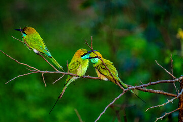 Bee-eaters are small birds with long, slender tails and a blackish, pointed, down-curved beak in various colors.