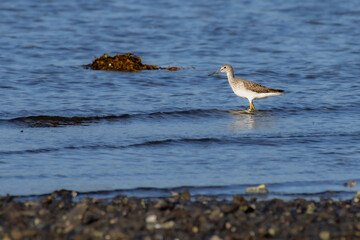 Sandpiper Shorebird in Shallow Coastal Waters with Rocky Foreground