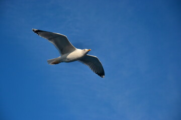 Seagull Soaring in a Clear Blue Sky. The simplicity of the composition highlights the beauty of nature, freedom, and lightness. Ideal for wall art, travel inspiration, or mindfulness concepts.
