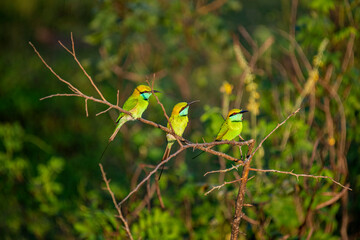 Bee-eaters are small birds with long, slender tails and a blackish, pointed, down-curved beak in various colors.