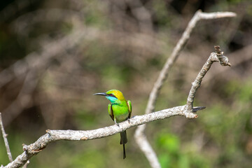 Bee-eaters are small birds with long, slender tails and a blackish, pointed, down-curved beak in various colors.