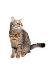 Domestic tabby cat with striking golden eyes sits gracefully, gazing upwards, showcasing its beautiful fur pattern and playful demeanor in a bright, minimalistic setting