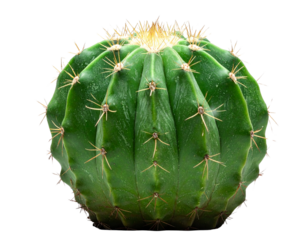 Single Green Cactus Front View, Isolated Transparent Background PNG