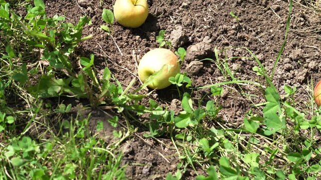 Overripe apples are lying on the floor in the apple orchard. The concept of harvesting and farming