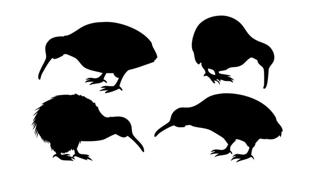 Cute kiwi vector illustration of wild animal silhouettes