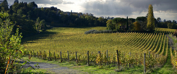 Beautiful vineyard in Chianti region near Greve in Chianti (Florence) at sunset with the colors of autumn. Italy.