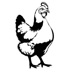 Farm Hen Vector Design