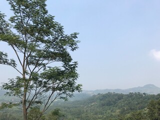 Scenic view of lush green hills under a soft blue sky with a tall tree in the foreground. Peaceful tropical landscape ideal for travel, nature, and sustainable themes.
