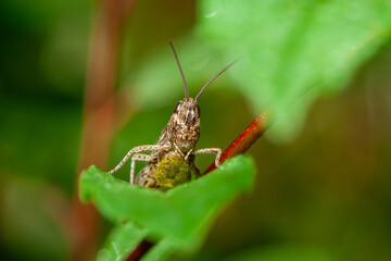 A small grasshopper nymph (Tettigoniidae) is captured in an extreme macro, peering over a bright green leaf in a field on a summer day