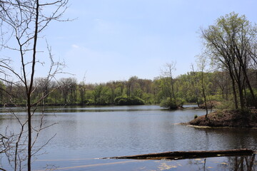 Tranquil Reflections: A Fallen Tree in the Lake