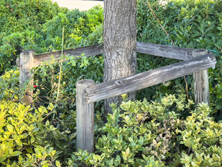 Naklejka premium Tree support frame in lush green garden surrounded by shrubs and vegetation
