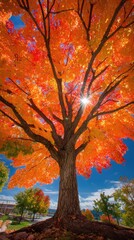 Fototapeta premium A large tree with vibrant orange leaves glows against a blue sky, sun peeks through