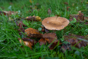 Brown gilled mushroom with water in the cap growing in grass.
