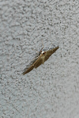 Dark grey moth resting on a light grey wall facade.
