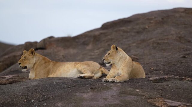 Two watchful lionesses relax together on a dark, rocky outcrop in the African savanna, exhibiting the calm strength of the pride.
