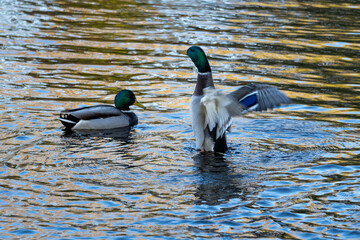 Two mallard ducks in water with golden reflections, one flapping wings – vibrant wildlife scene symbolizing freedom, nature, and movement in autumn light