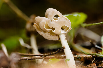 Elastische Lorchel (Helvella elastica)