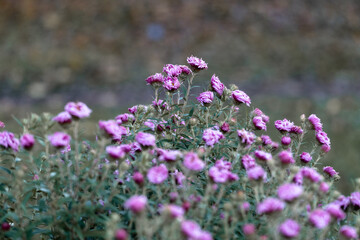 Close-up of pink autumn asters blooming in soft light – delicate fall flowers symbolizing beauty, tenderness, and the fleeting grace of nature
