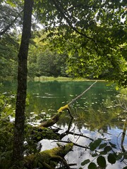 lake in the forest
