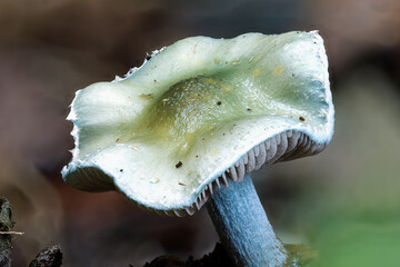 Gr&uuml;nspan-Tr&auml;uschling (Stropharia aeruginosa)
