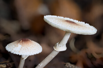 Zwei Stink-Schirmlinge (Lepiota cristata), Hutoberseite