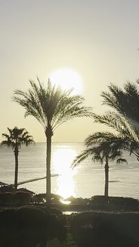 The image showcases a breathtaking sunset at the beach. Silhouettes of palm trees stand against the vibrant orange sky, reflecting on the calm water. The scene exudes tranquility and warmth, capturing