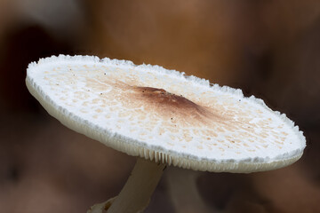 Stink-Schirmling (Lepiota cristata), Hutoberseite
