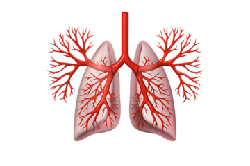 Vibrant human lungs with detailed bronchial tree and blood vessels, perfect for medical or science presentations and educational materials.