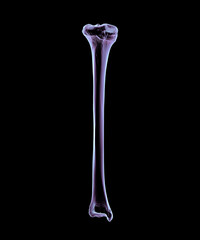 Anatomy of tibia bone, front view, 3D illustration