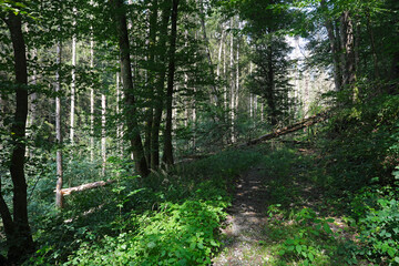 Umgestürzter und abgebrochener Baum an Waldweg nach Unwetter - Stockfoto