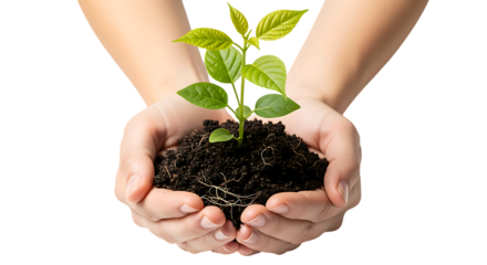 Hands holding a small plant with soil isolated on transparent background