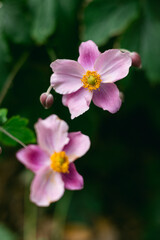 Fototapeta premium Beautiful pink flowers with yellow centers blooming in a garden during spring season