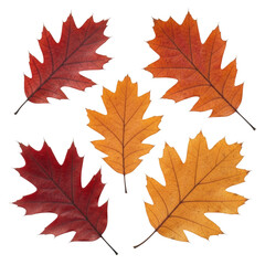 Six individual dried oak leaves in crimson, orange, golden brown, brittle texture, prominent veins, on transparent background, copy space, concept of autumn's delicate beauty