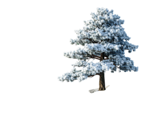 3D Render of Snow-Covered Pine Tree on Mountain Slope, Transparent Background PNG