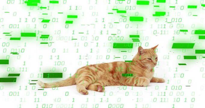 Falling binary code forming digital curtain, ginger tabby cat twitching tail and turning head